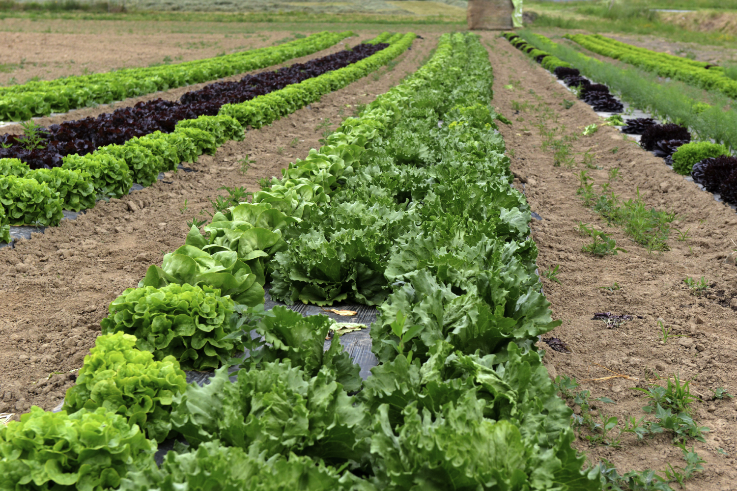 Prix Baillet Latour du Maraîchage Innovant